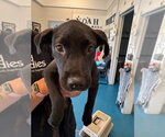 Pie - Female Labrador Retriever Dog for Adoption - Small photo