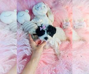 Poodle (Toy) Puppy for sale in MIAMI, FL, USA