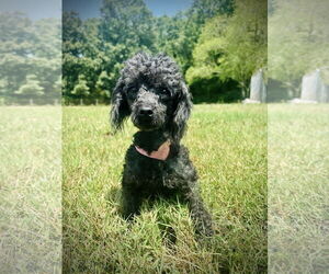 Poodle (Toy)-Unknown Mix Dogs for adoption in Pacolet, SC, USA