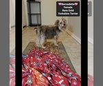 Small #1 Yorkshire Terrier