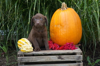 Labrador Retriever Puppy for sale in FREDERICKSBG, OH, USA