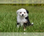 Small #3 Miniature Australian Shepherd