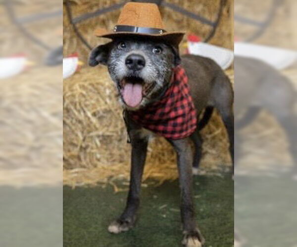 Medium Photo #1 American Pit Bull Terrier-Miniature Schnauzer Mix Puppy For Sale in Houston, TX, USA