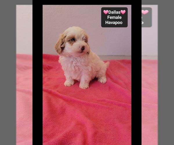 Medium Photo #2 Havapoo Puppy For Sale in TUCSON, AZ, USA