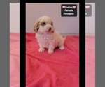 Dallas - Female Havapoo Puppy for Sale - Photo #2