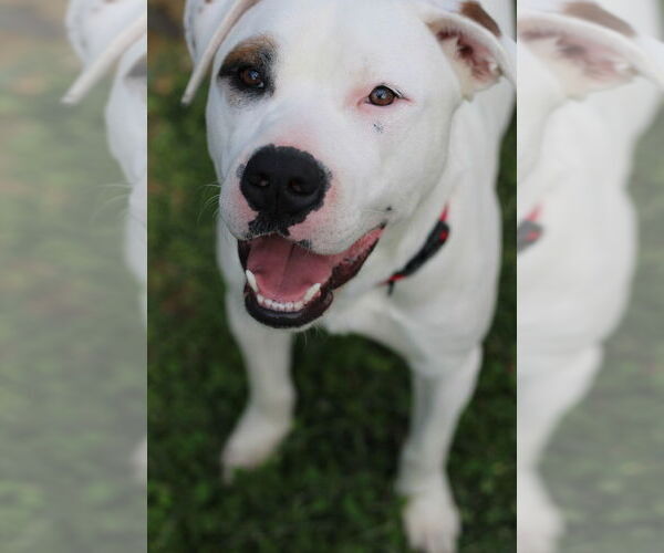 Medium Photo #1 American Pit Bull Terrier-Unknown Mix Puppy For Sale in Evansville, IN, USA