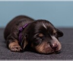 Small Photo #4 Dachshund Puppy For Sale in CROWLEY, TX, USA