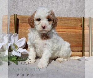 Goldendoodle (Miniature) Puppy for sale in EPHRATA, PA, USA