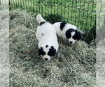 Small Photo #1 Pyredoodle Puppy For Sale in HULBERT, OK, USA