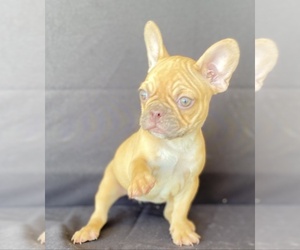 French Bulldog Puppy for sale in MORENO VALLEY, CA, USA