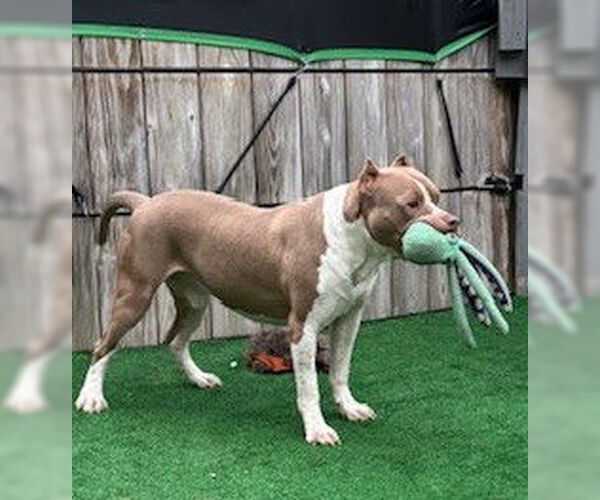 Medium Photo #2 American Staffordshire Terrier Puppy For Sale in Rockaway, NJ, USA