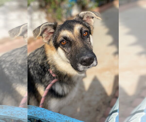 Medium Photo #2 Mutt Puppy For Sale in Newport Beach, CA, USA