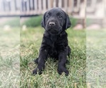 Puppy Rhett Labrador Retriever