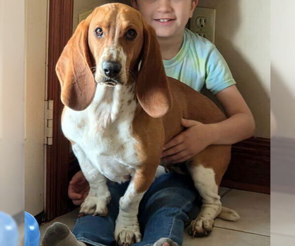 Medium Photo #2 Basset Hound Puppy For Sale in Deepwater, NJ, USA
