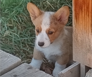 Pembroke Welsh Corgi Puppy for sale in CHILOQUIN, OR, USA