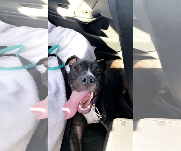 Medium Photo #2 American Pit Bull Terrier-Unknown Mix Puppy For Sale in Chandler, AZ, USA