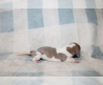 Small #1 Dachshund