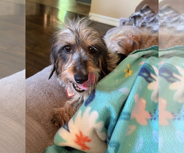 Medium Photo #4 Dachshund Puppy For Sale in Shelbyville, TN, USA
