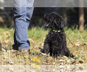 Goldendoodle-Poodle (Standard) Mix Puppy for sale in ELLENBORO, NC, USA