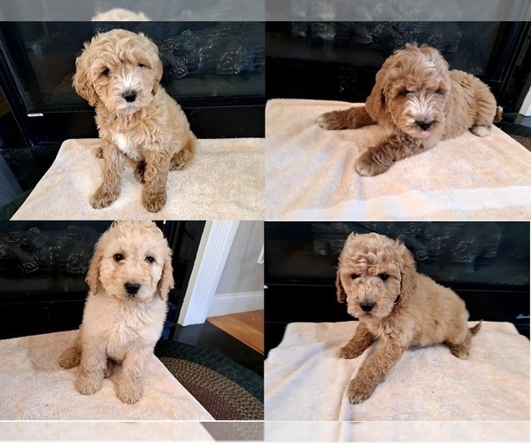 Medium Photo #1 Cock-A-Poo Puppy For Sale in PELHAM, NH, USA