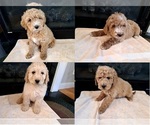 Image preview for Ad Listing. Nickname: Litter of 4