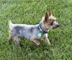 Small #1 Mutt