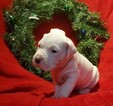 Small Photo #243 Dogo Argentino Puppy For Sale in PINEVILLE, MO, USA