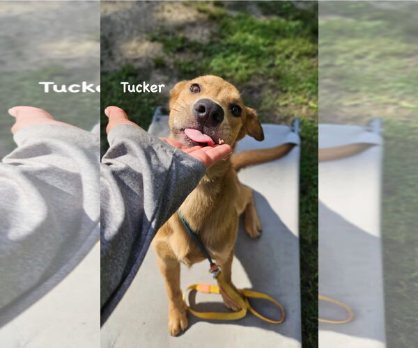 Medium Photo #3 Mutt Puppy For Sale in Ridgefield, CT, USA