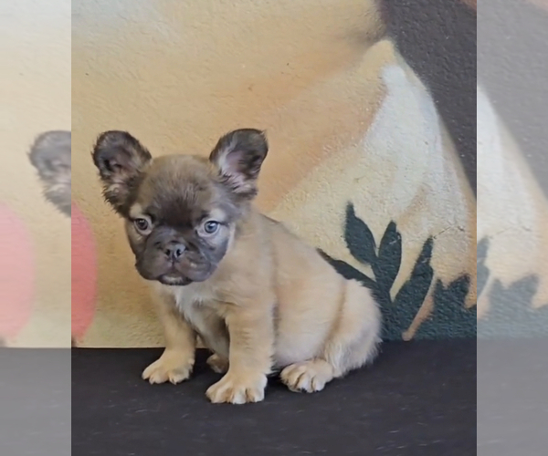 Medium Photo #9 French Bulldog Puppy For Sale in VIRGINIA BEACH, VA, USA