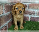 Small #13 Cavalier King Charles Spaniel