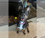 Small #5 Australian Kelpie Mix