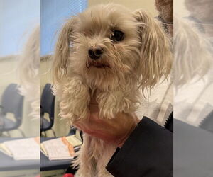 Maltese Dogs for adoption in Lee's Summit, MO, USA