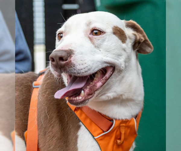 Medium Photo #2 Labrador Retriever-Unknown Mix Puppy For Sale in Greenbelt, MD, USA