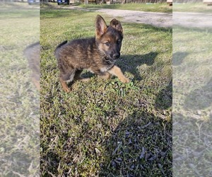 German Shepherd Dog Puppy for sale in FORT WORTH, TX, USA