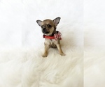 Small #1 Chihuahua