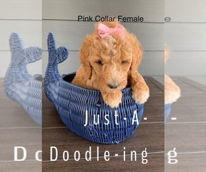 Goldendoodle Puppy for sale in RUSSELLVILLE, KY, USA