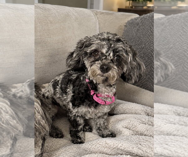 Medium Photo #1 Poodle (Toy) Puppy For Sale in Omaha, NE, USA