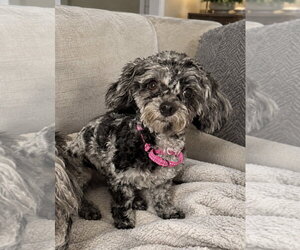 Baby - Female Poodle (Toy) Dog for Adoption
