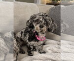 Baby - Female Poodle (Toy) Dog for Adoption - Small photo