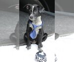 Small #1 Whippet Mix