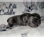 Small Photo #3 French Bulldog Puppy For Sale in MIMS, FL, USA