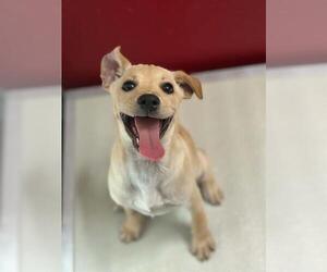 Labrador Retriever-Unknown Mix Dogs for adoption in Visalia, CA, USA