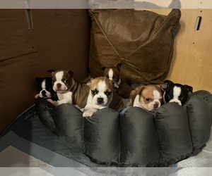 Boston Terrier Puppy for sale in VISALIA, CA, USA