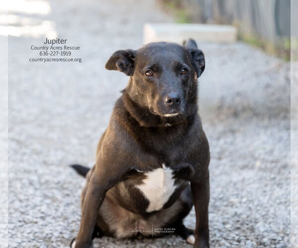 Medium Photo #2 Mutt Puppy For Sale in Manchester, MO, USA