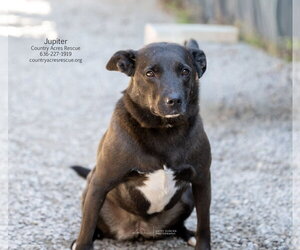 Jupiter - Female Mutt Dog for Adoption - Photo #2