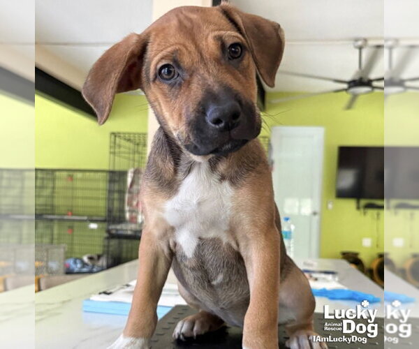 Medium Photo #1 Mutt Puppy For Sale in Washington, DC, USA