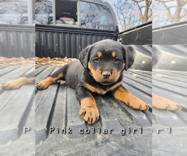 Medium Photo #1 Rottweiler Puppy For Sale in SPRINGFIELD, MO, USA