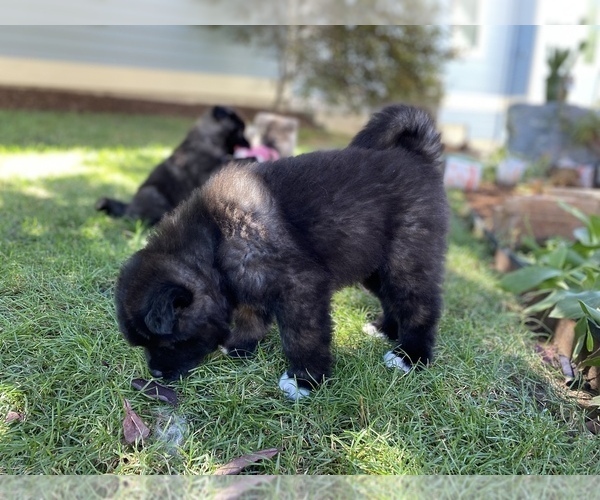 Full screen Photo #7 Akita Puppy For Sale in GREELEY, CO, USA