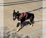 Small #2 Mutt