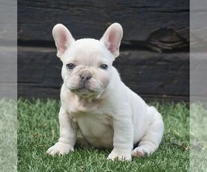 Mother of the French Bulldog puppies born on 03/08/2024
